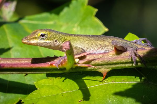 Gecko Pest Control