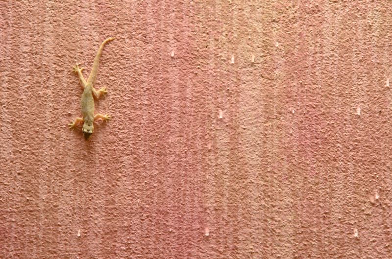 Prevent Lizards Getting Inside Your Home
